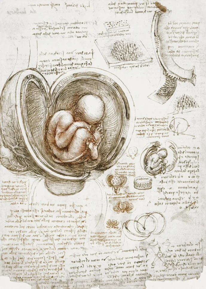 Leonardo da Vinci Drawing