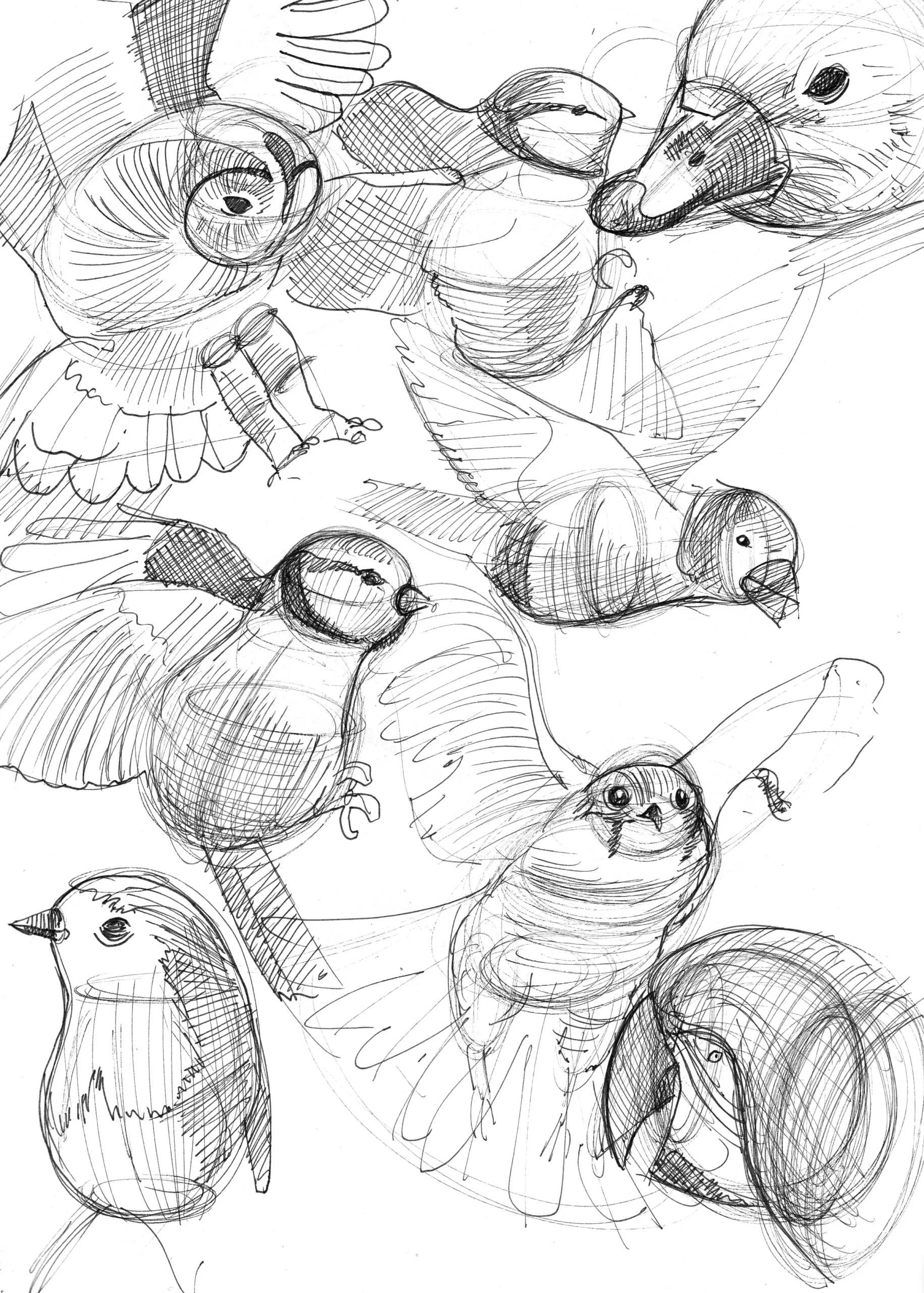 Bird Drawings