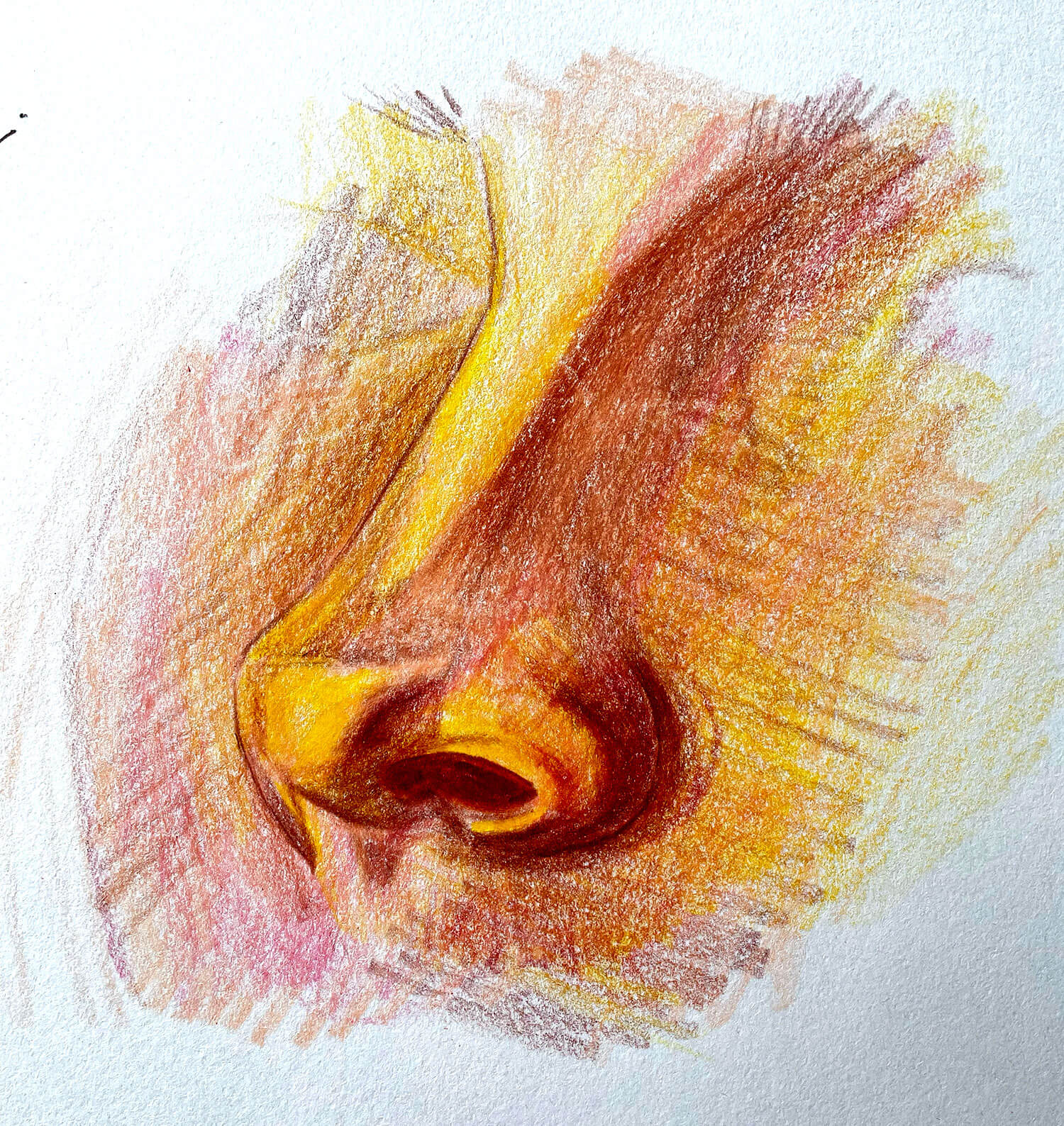 Nose Colour Pencil Drawing